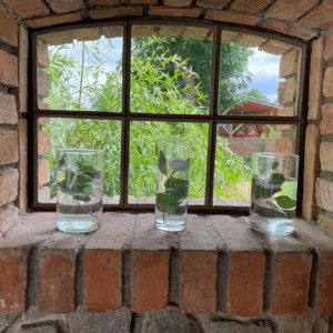 Windlicht Zylinder Groร